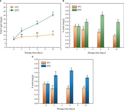 The MADS-box gene EjAGL15 positively regulates lignin deposition in the flesh of loquat fruit during its storage